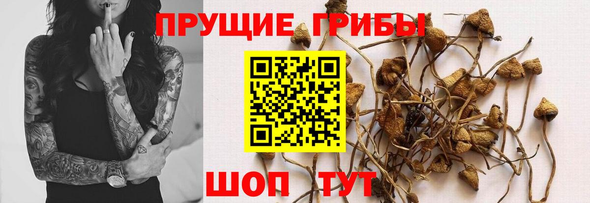 Псилоцибиновые грибы Psilocybe Тейково